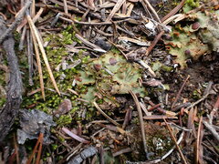 Solorina crocea