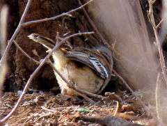 Cercotrichas leucophrys ovamboensis