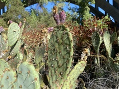 Opuntia littoralis