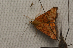 Pyrausta subsequalis