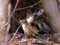 Cercotrichas leucophrys ovamboensis