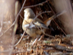 Cercotrichas leucophrys ovamboensis