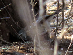 Cercotrichas leucophrys ovamboensis