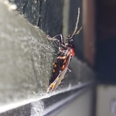 Brontostoma colossus