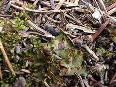Solorina crocea