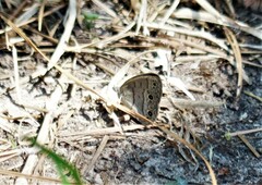 Hermeuptychia sosybius