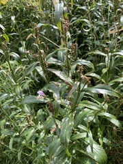 Physostegia virginiana