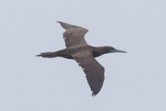 Sula leucogaster brewsteri