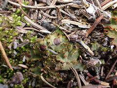 Solorina crocea