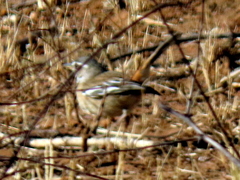 Cercotrichas leucophrys ovamboensis