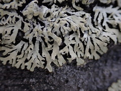 Parmeliopsis ambigua