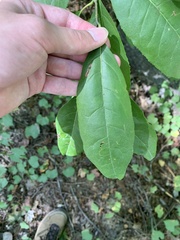Oxydendrum arboreum