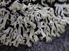 Parmeliopsis ambigua