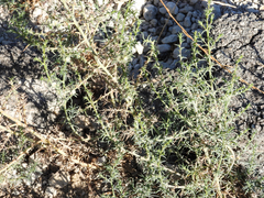 Salsola australis