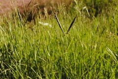 Paspalum distichum