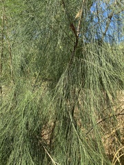 Casuarina equisetifolia