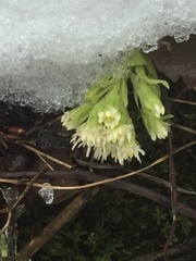 Petasites albus