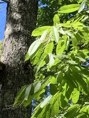 Oxydendrum arboreum