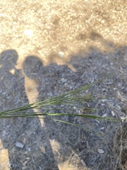 Casuarina equisetifolia