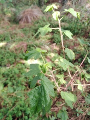 Ribes ciliatum