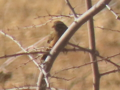 Emberiza tahapisi nivenorum