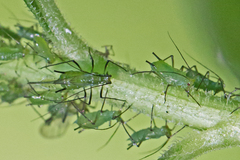 Uroleucon caligatum