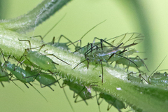 Uroleucon caligatum