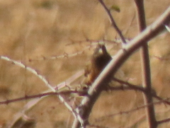 Emberiza tahapisi nivenorum