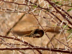Emberiza tahapisi nivenorum
