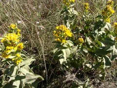 Solidago missouriensis