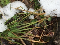 Carex digitata