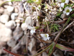 Cherleria biflora