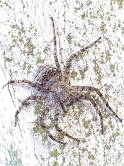Philodromus margaritatus