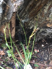 Carex digitata
