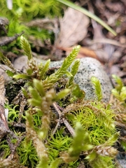 Hypnum cupressiforme lacunosum