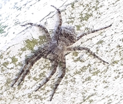 Philodromus margaritatus
