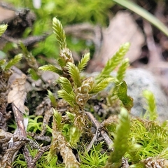 Hypnum cupressiforme lacunosum