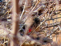 Quelea quelea lathamii