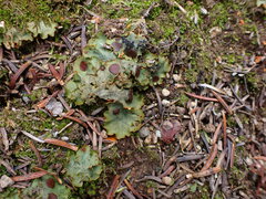 Solorina crocea