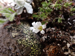 Cherleria biflora