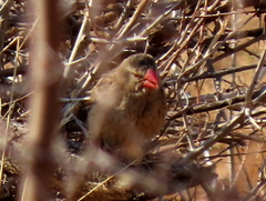 Quelea quelea lathamii