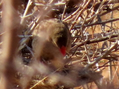 Quelea quelea lathamii