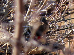 Quelea quelea lathamii