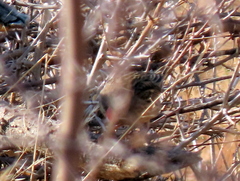 Quelea quelea lathamii