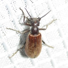 Epicauta ochrea