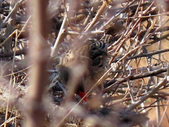 Quelea quelea lathamii