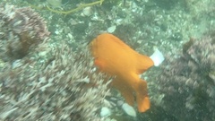 Hypsypops rubicundus