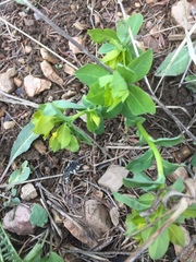 Euphorbia platyphyllos