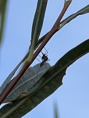 Culicidae