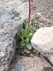Micranthes ferruginea